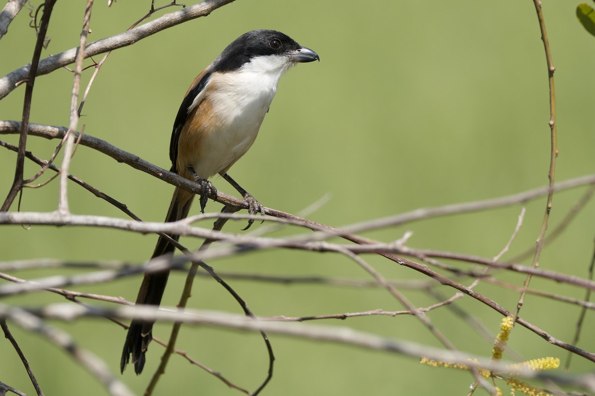 Schachwürger (tricolor/longicaudatus) - ML645316082