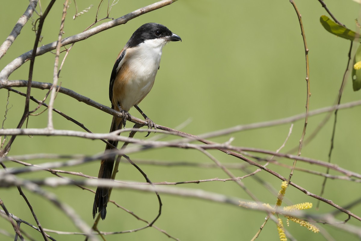 Schachwürger (tricolor/longicaudatus) - ML645316083