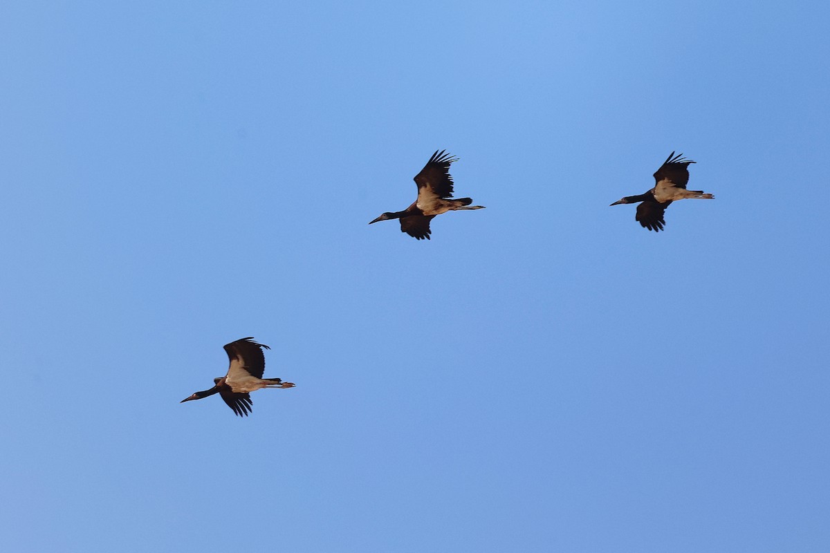 Abdim's Stork - ML645316084