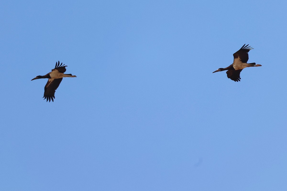 Abdim's Stork - ML645316090