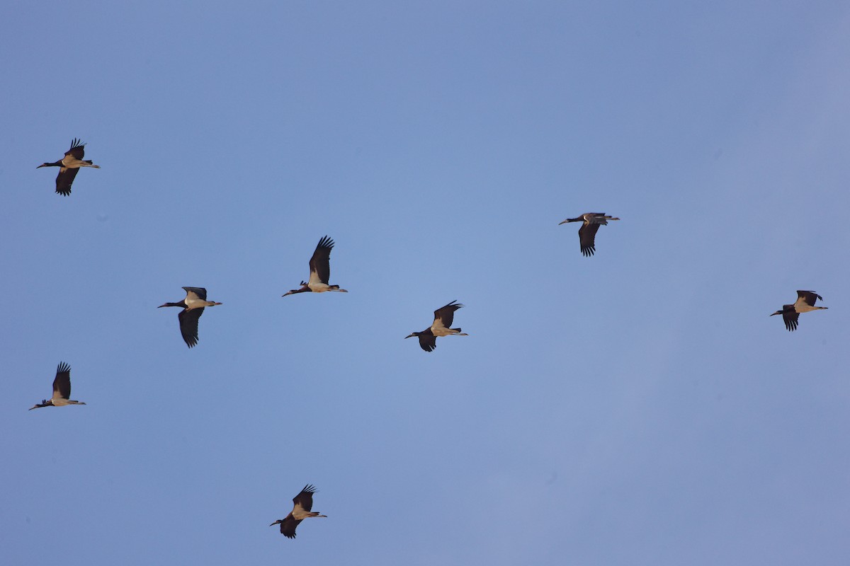 Abdim's Stork - ML645316091