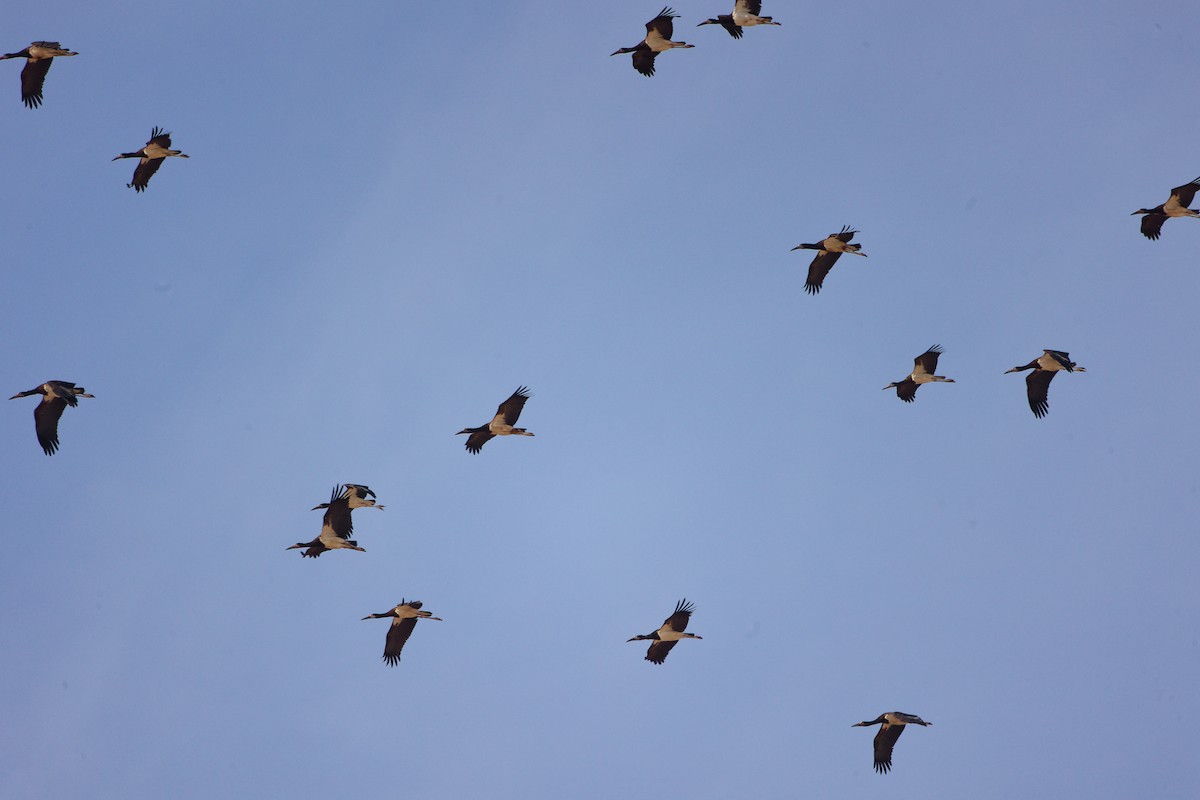 Abdim's Stork - ML645316092