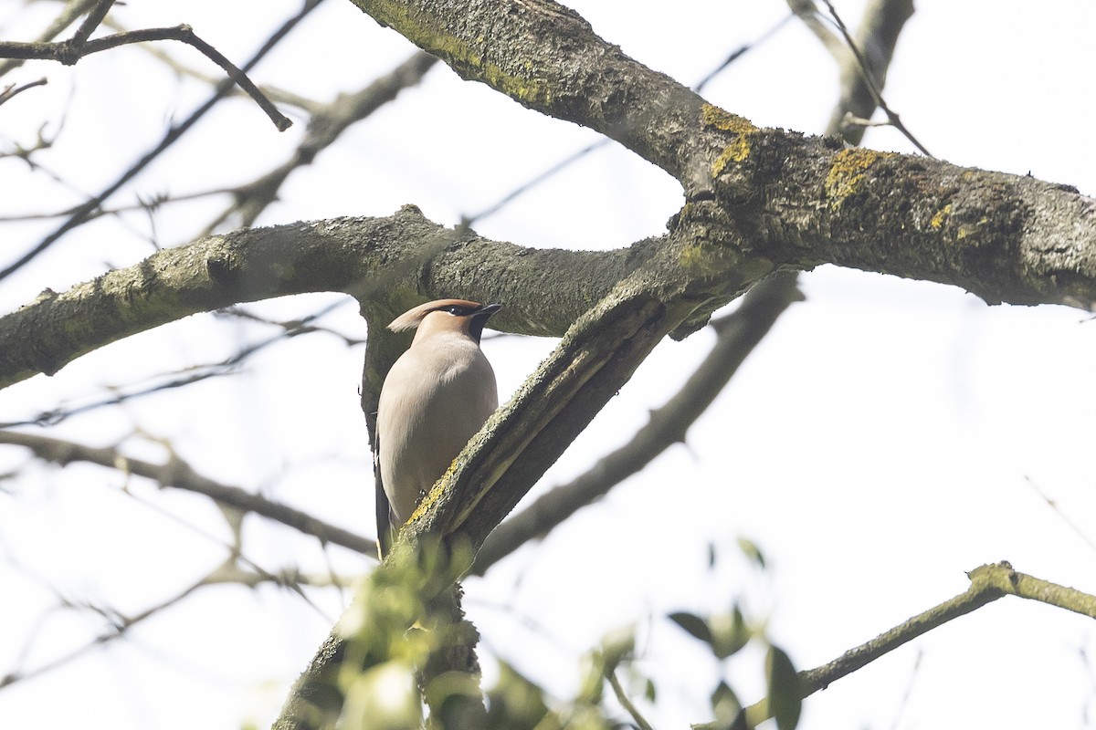 Seidenschwanz - ML645316093