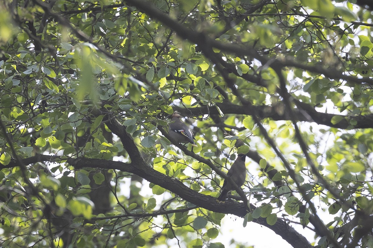 Seidenschwanz - ML645316094