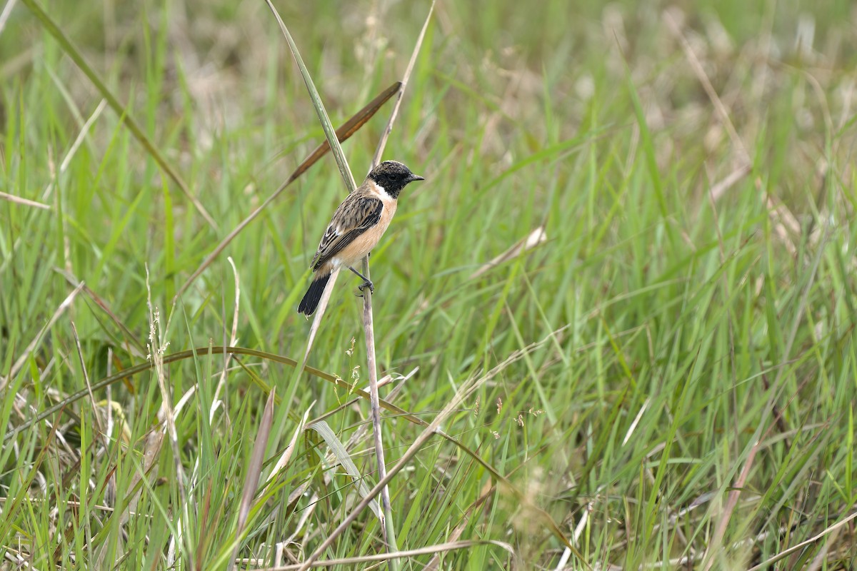Stejnegerschwarzkehlchen - ML645316098
