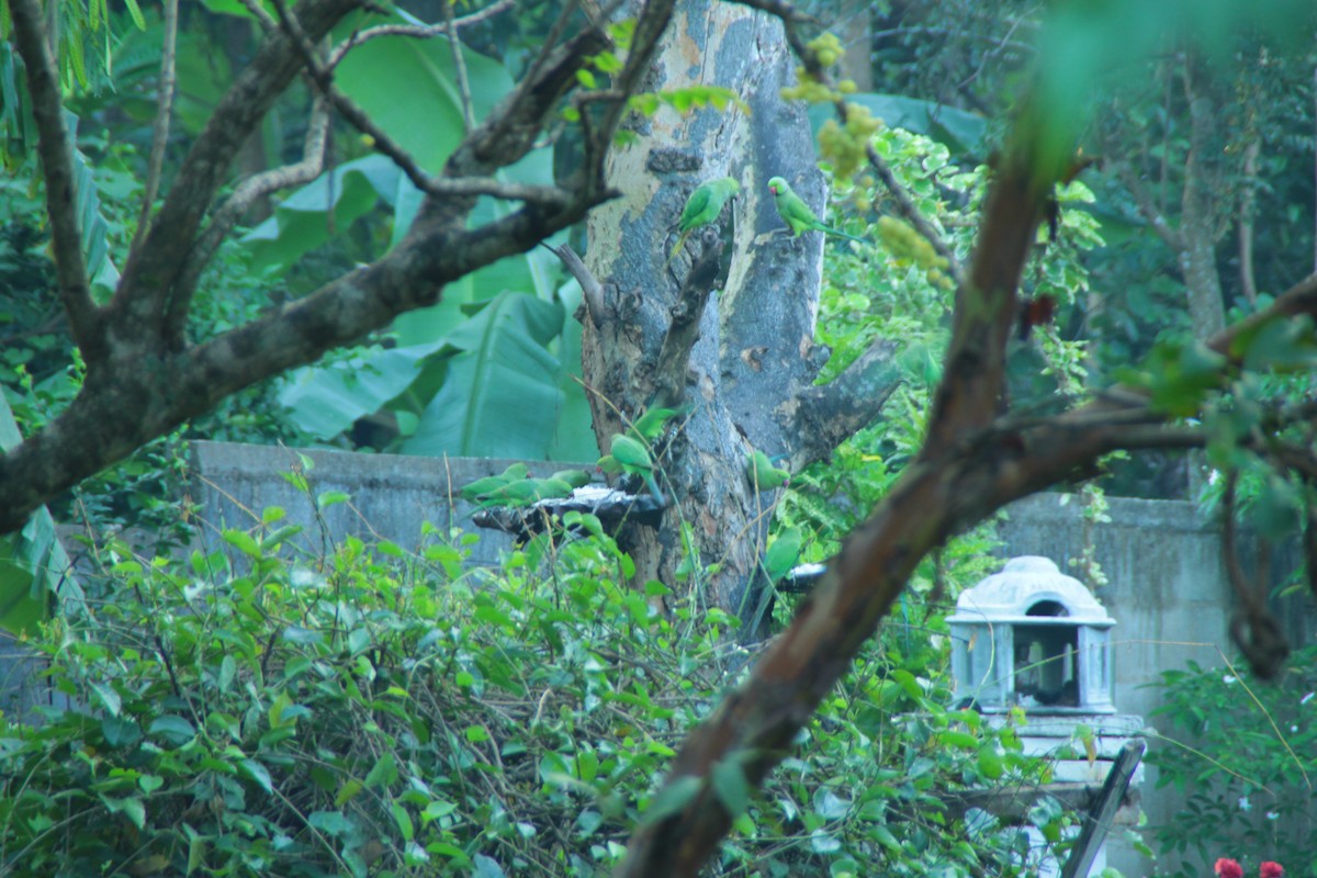 Alexandersittich - ML645316100