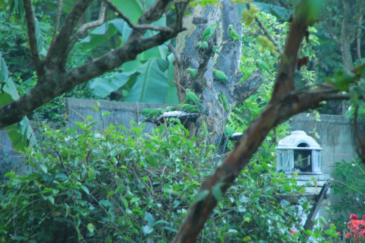 Alexandersittich - ML645316101