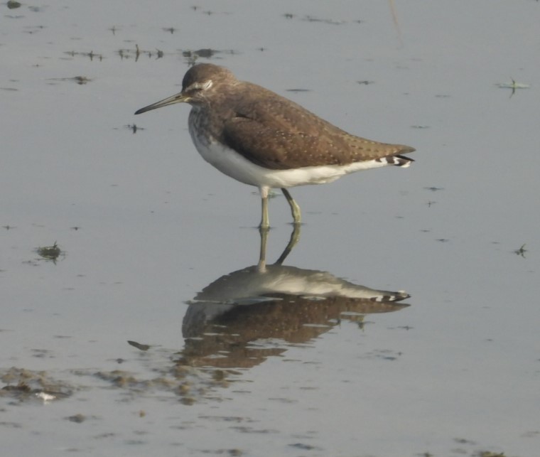 Waldwasserläufer - ML645316102