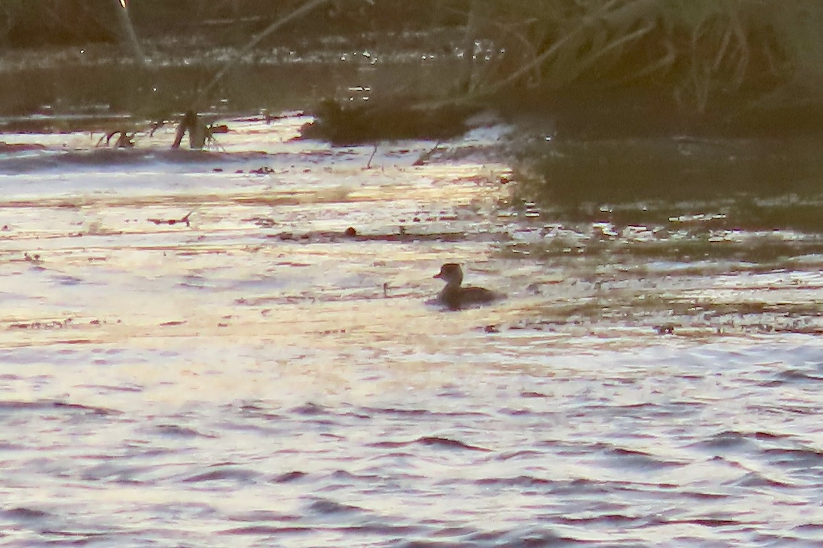 Haubentaucher - ML645316103