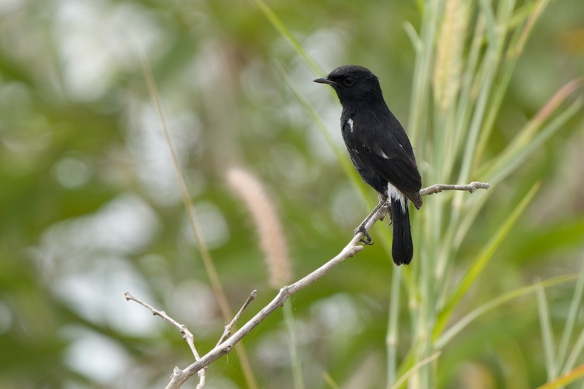 Elsterschmätzer - ML645316104