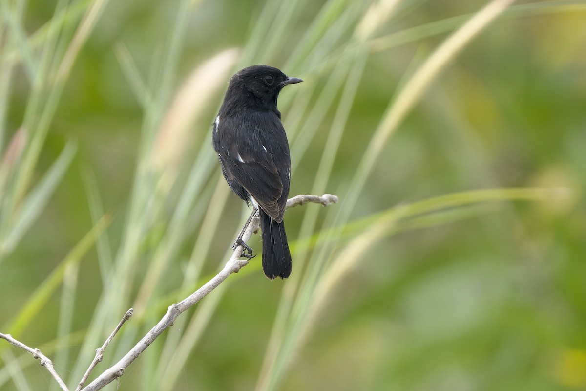 Elsterschmätzer - ML645316105