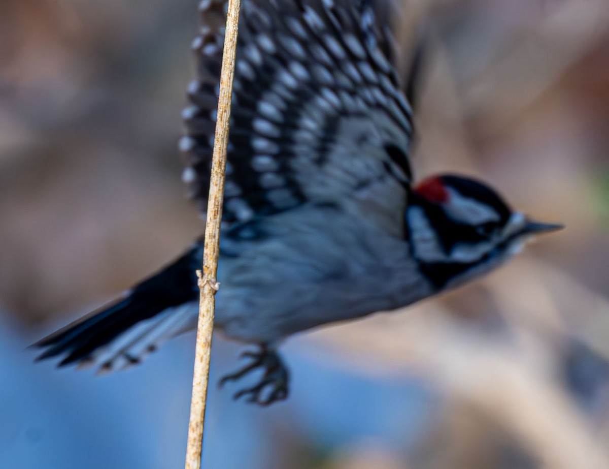 Dunenspecht - ML645316106