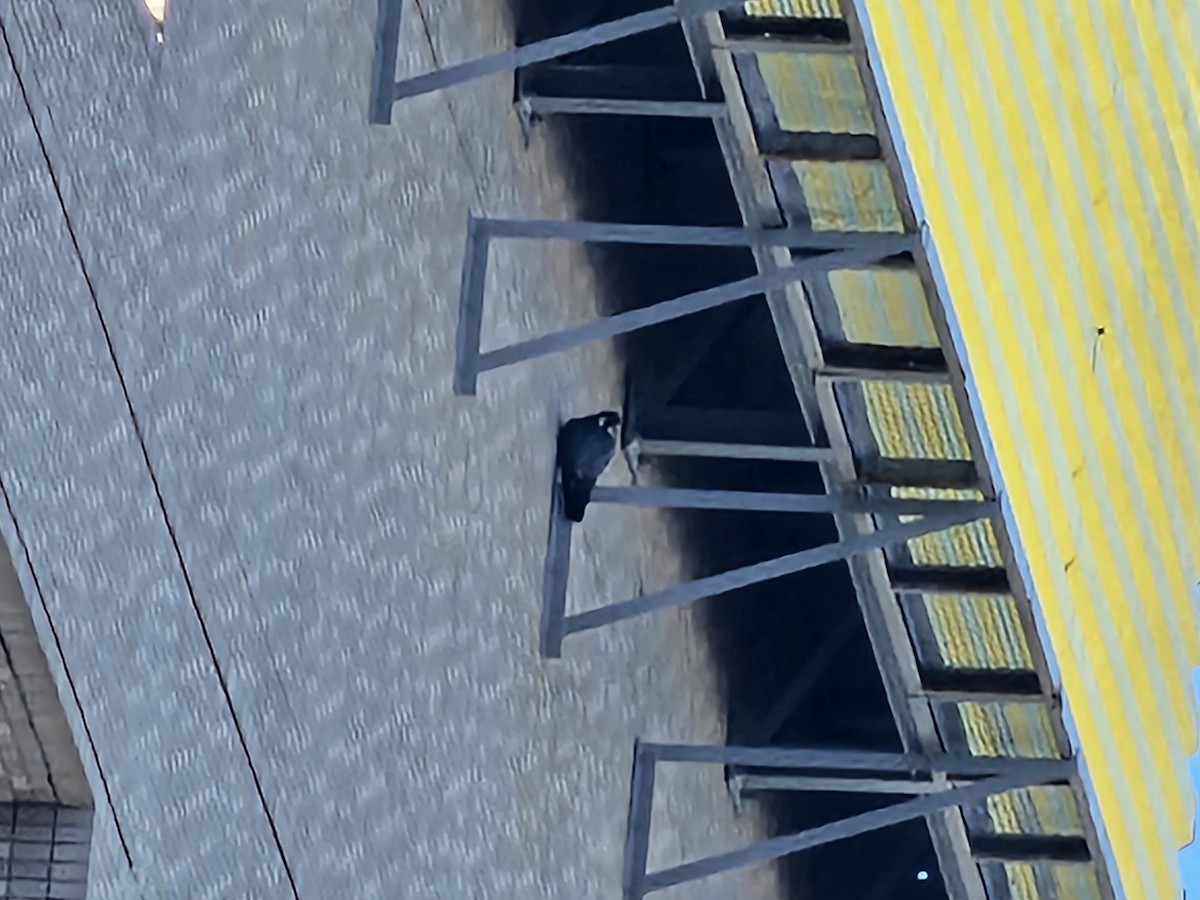 Wanderfalke - ML645316111