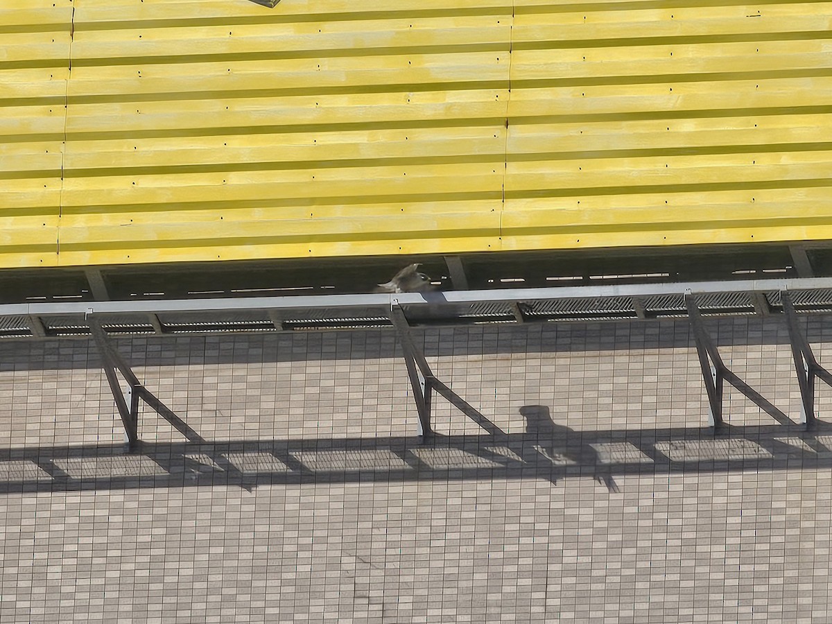 Wanderfalke - ML645316112