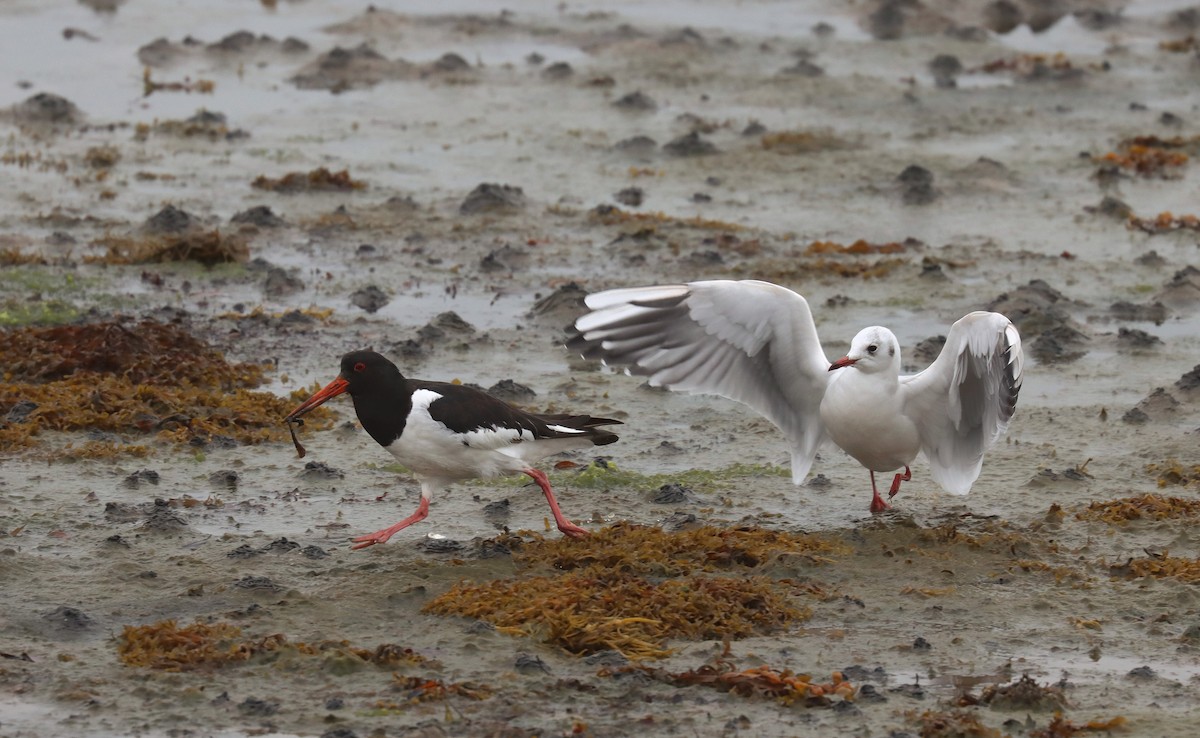 Austernfischer - ML645316113