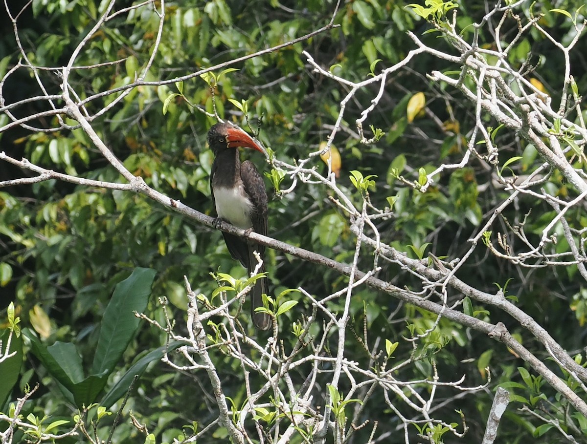 Kronentoko - ML645316115