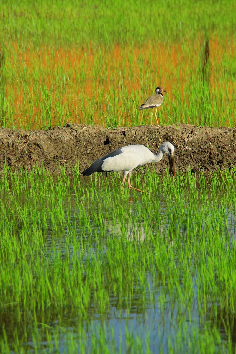 Rotlappenkiebitz - ML645316121