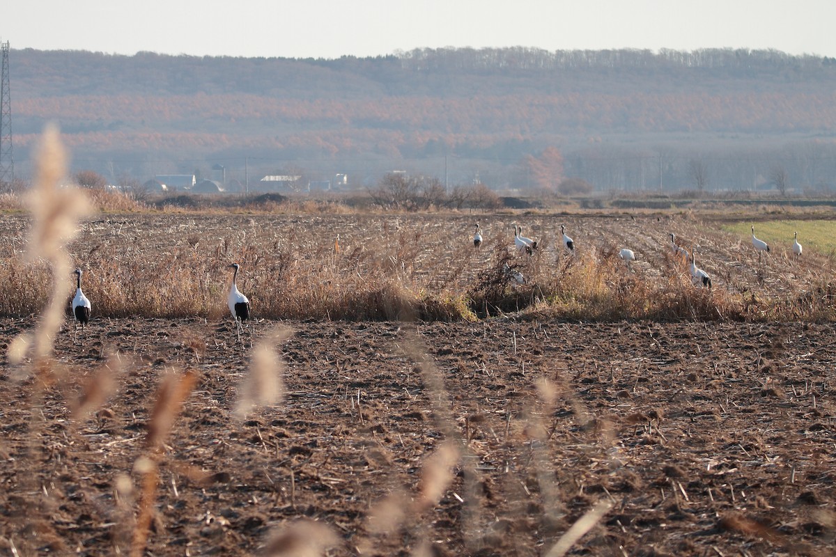 Mandschurenkranich - ML645316122