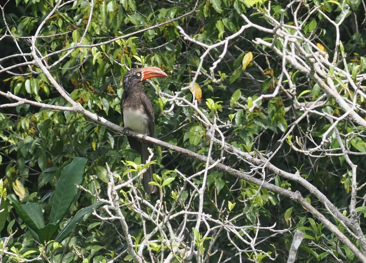 Kronentoko - ML645316125