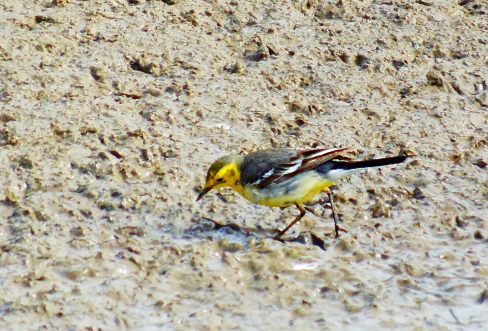 Zitronenstelze (citreola/werae) - ML645316126