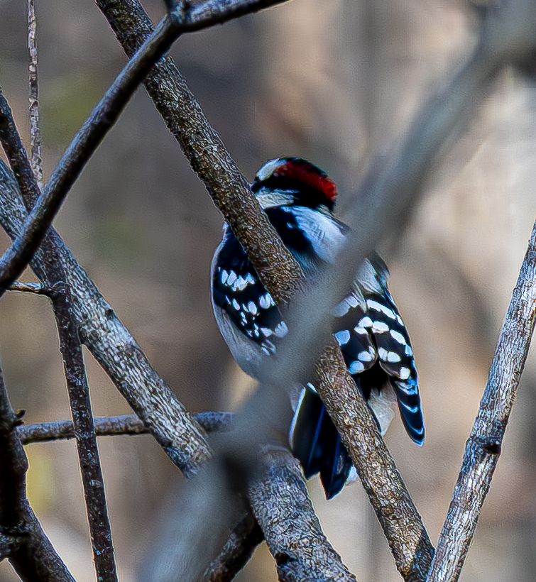 Dunenspecht - ML645316130