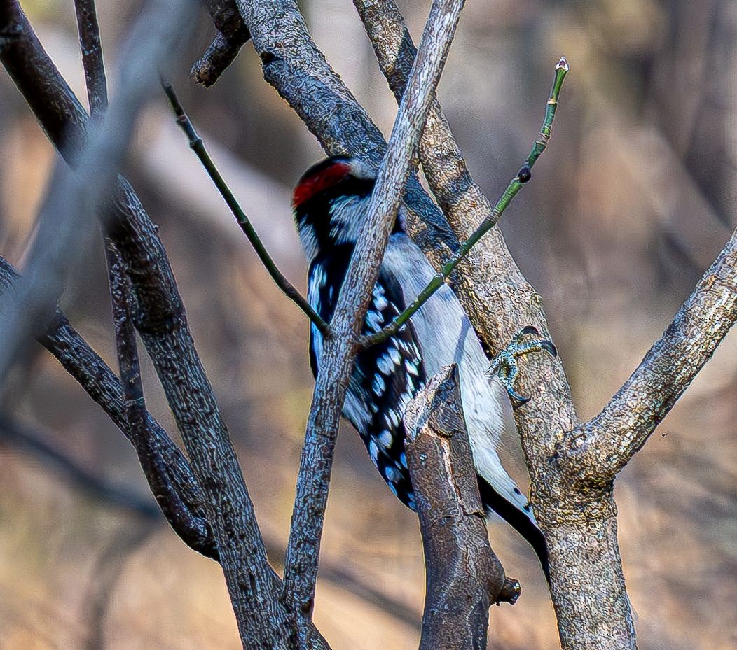 Dunenspecht - ML645316131