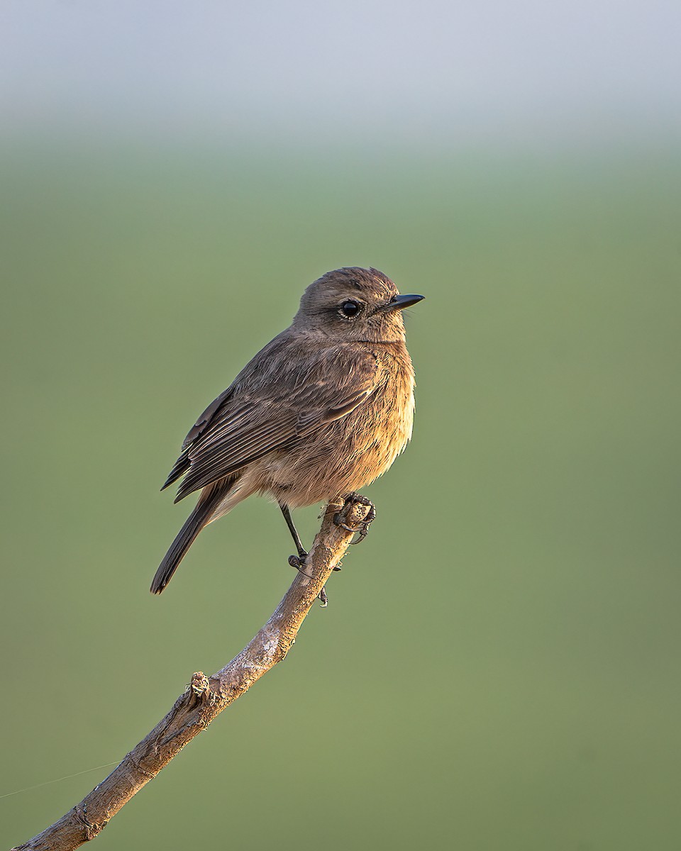 Pied Bushchat - ML645316145