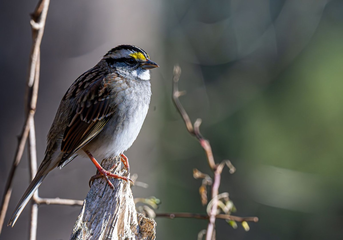 White-throated Sparrow - ML645316151