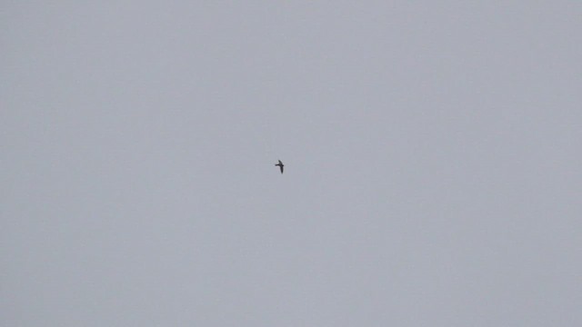 Серпокрилець канарський - ML645316156