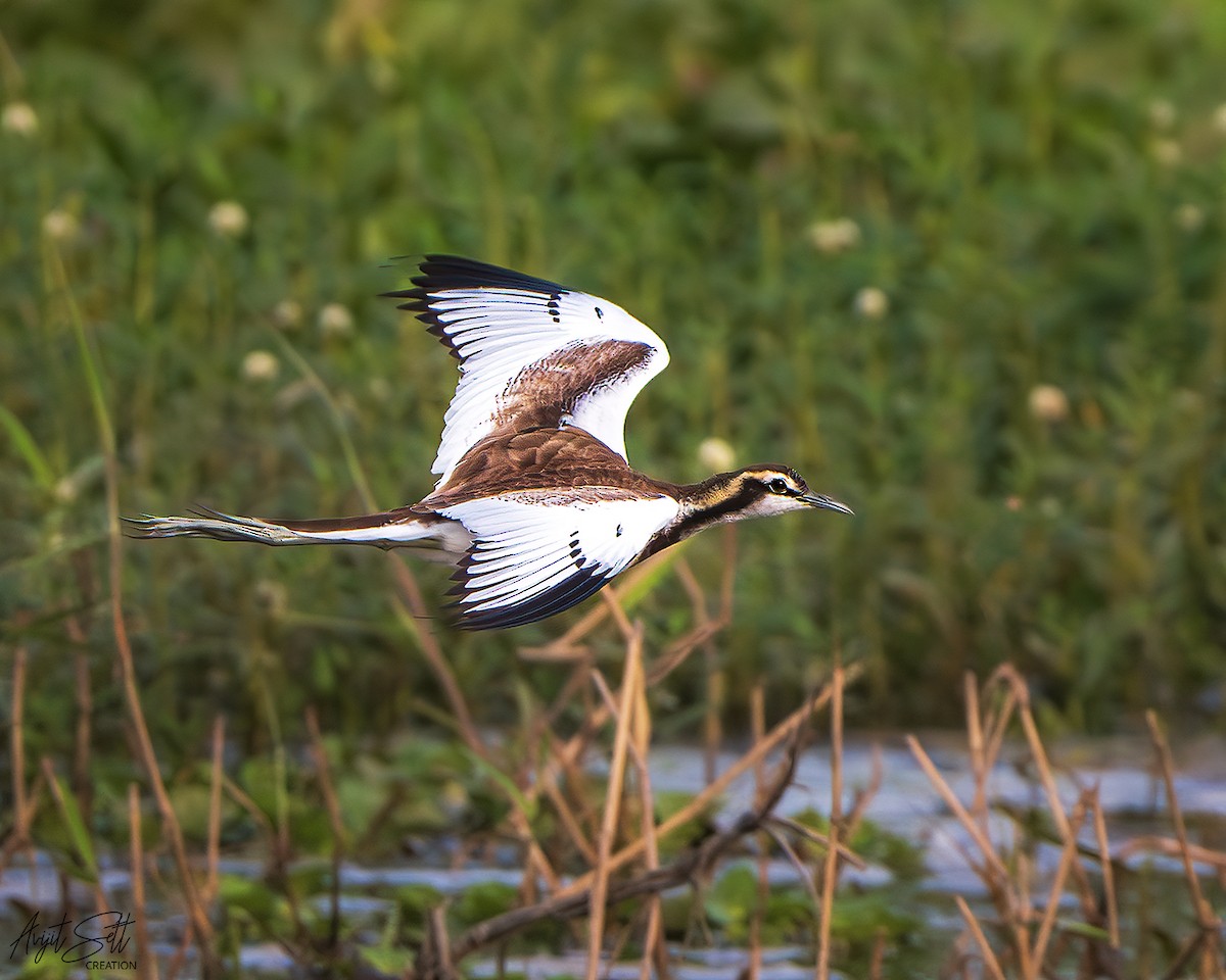 Pheasant-tailed Jacana - ML645316157