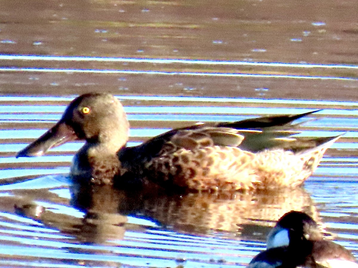 Northern Shoveler - ML645316159