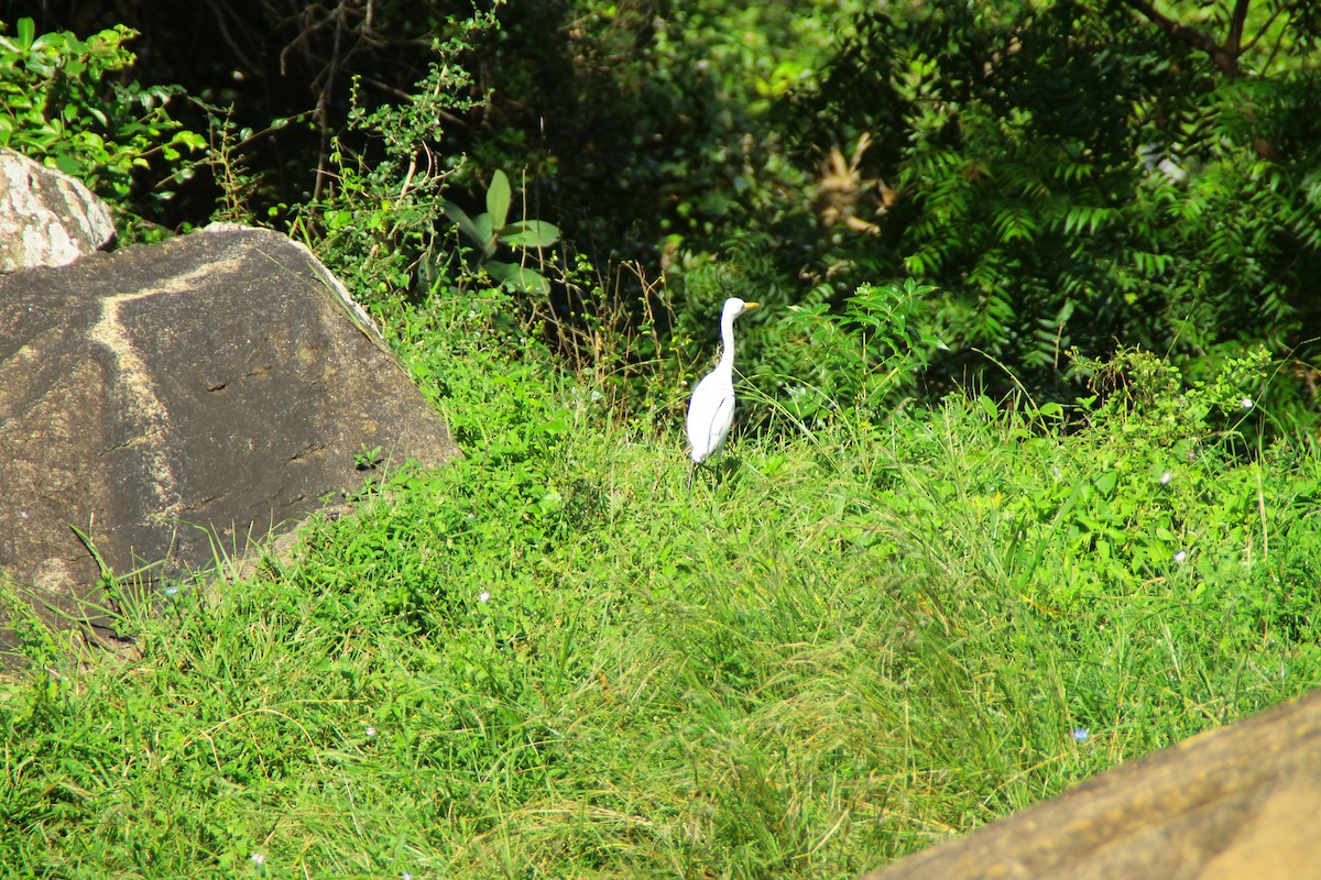 Eastern Cattle-Egret - ML645316160