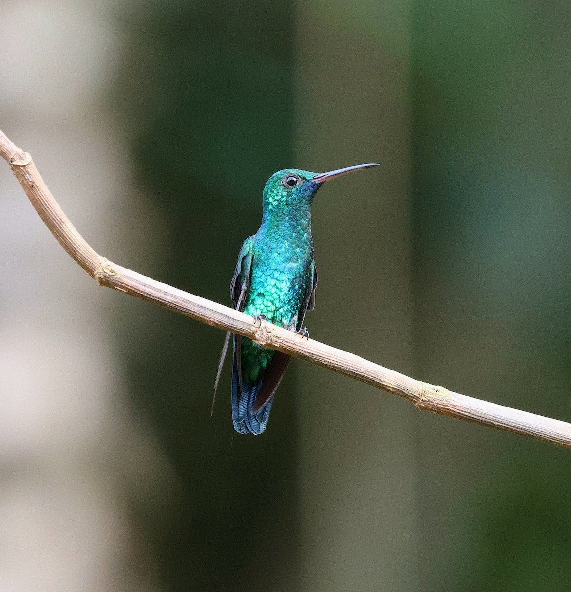Blue-chinned Sapphire - ML645316161