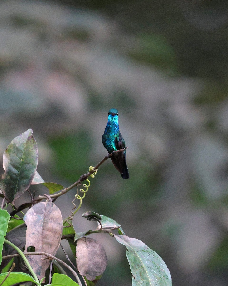 Blue-chinned Sapphire - ML645316162