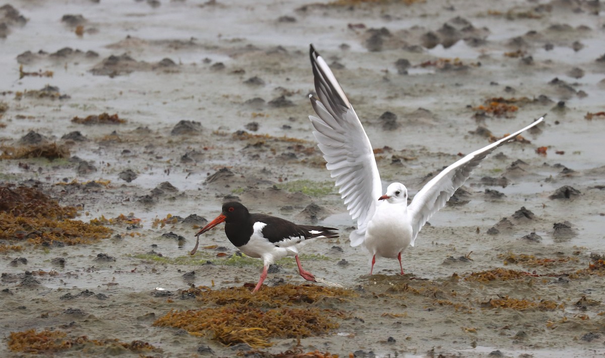 Black-headed Gull - ML645316163