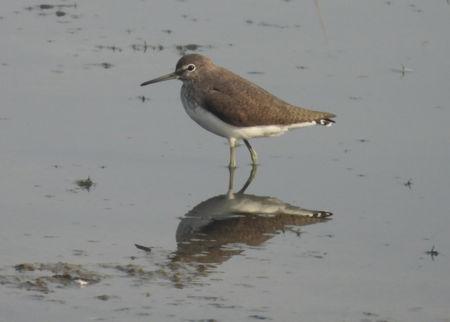 Green Sandpiper - ML645316164