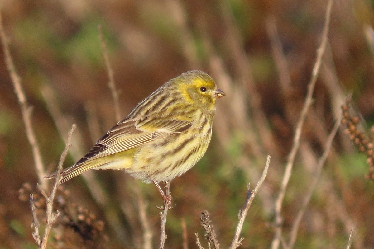 European Serin - ML645316165