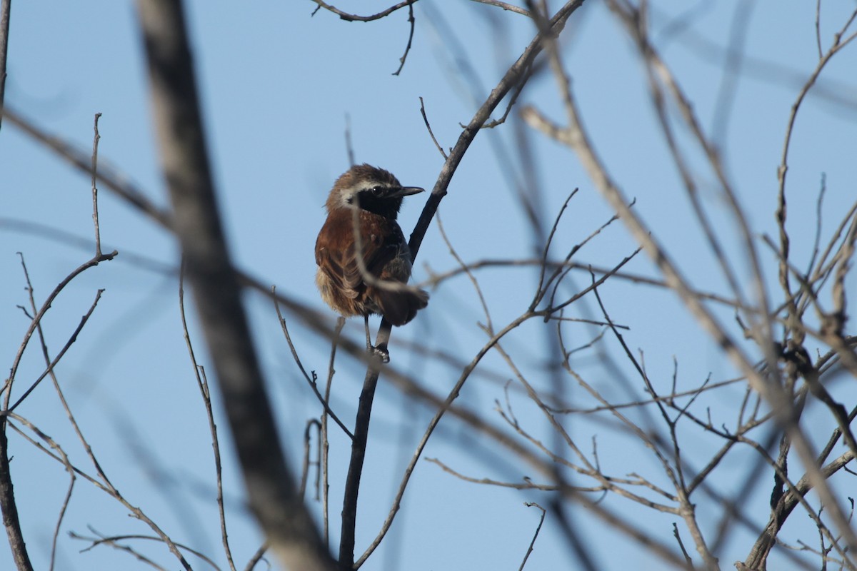 Rusty-backed Antwren - ML645316166