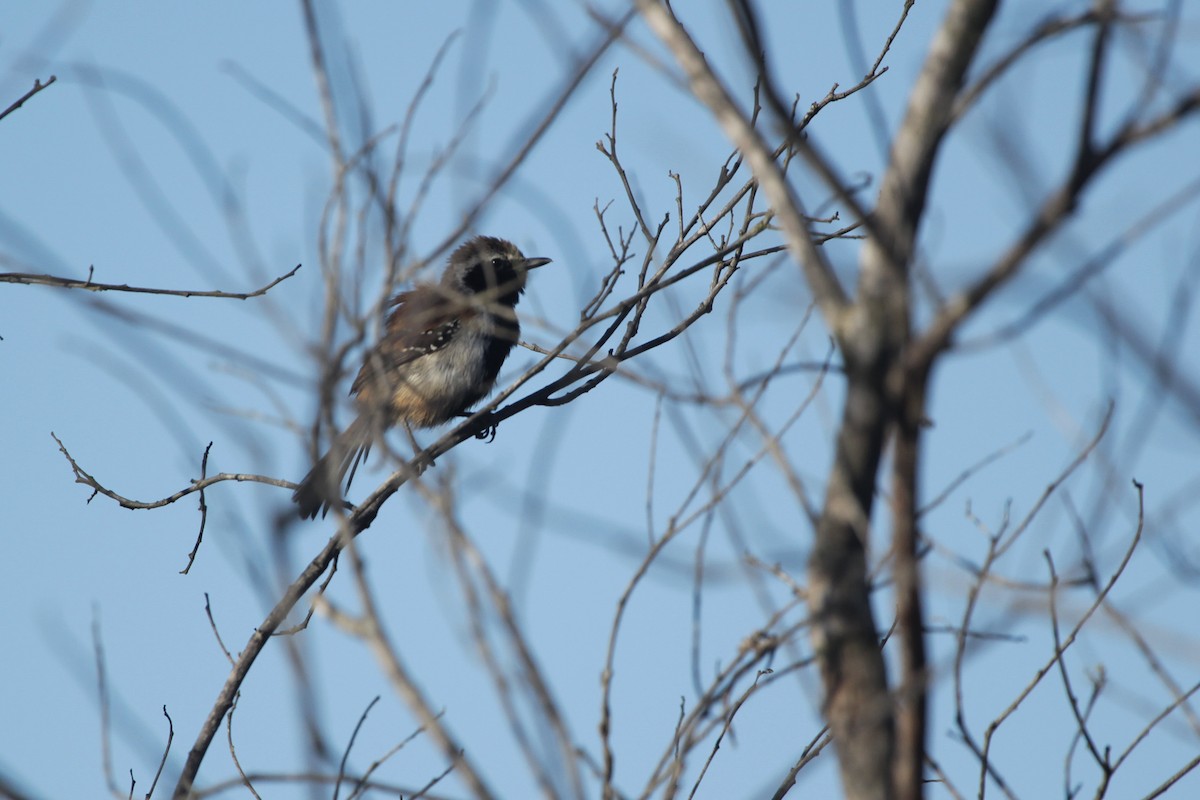 Rusty-backed Antwren - ML645316167