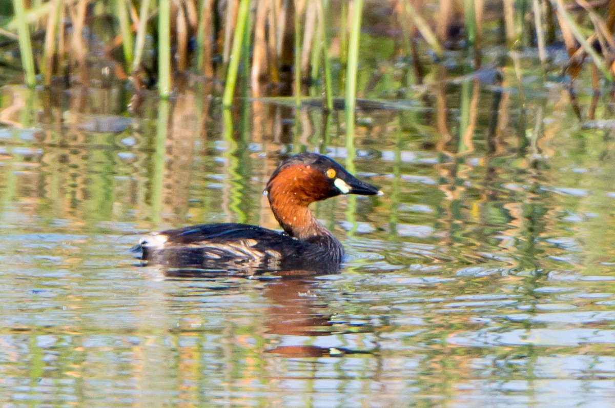 Little Grebe - ML645316168