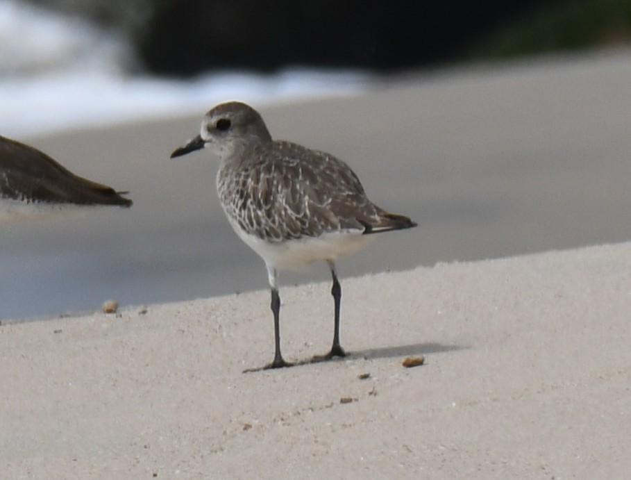 Black-bellied Plover - ML645316169