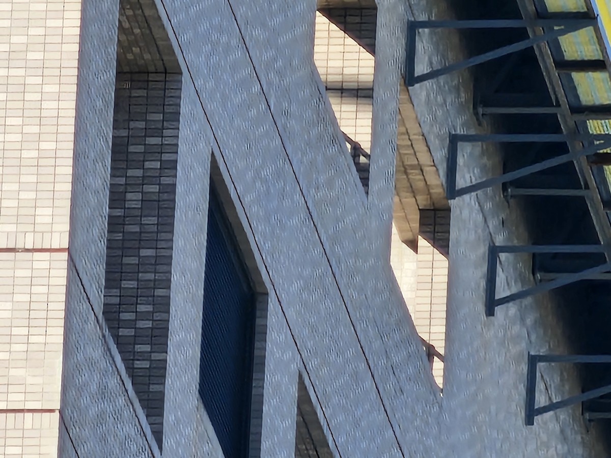 Peregrine Falcon - ML645316170