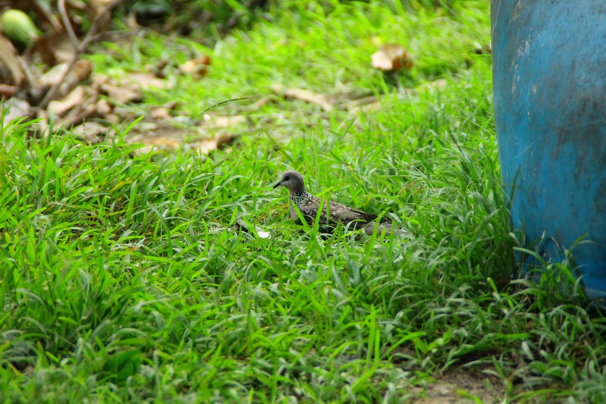 Spotted Dove - ML645316171