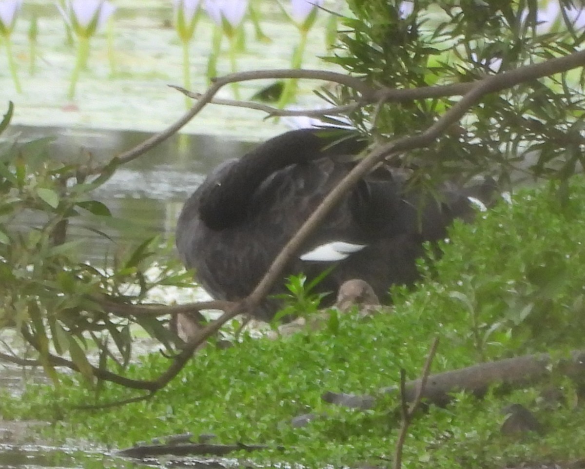 Black Swan - ML645316174