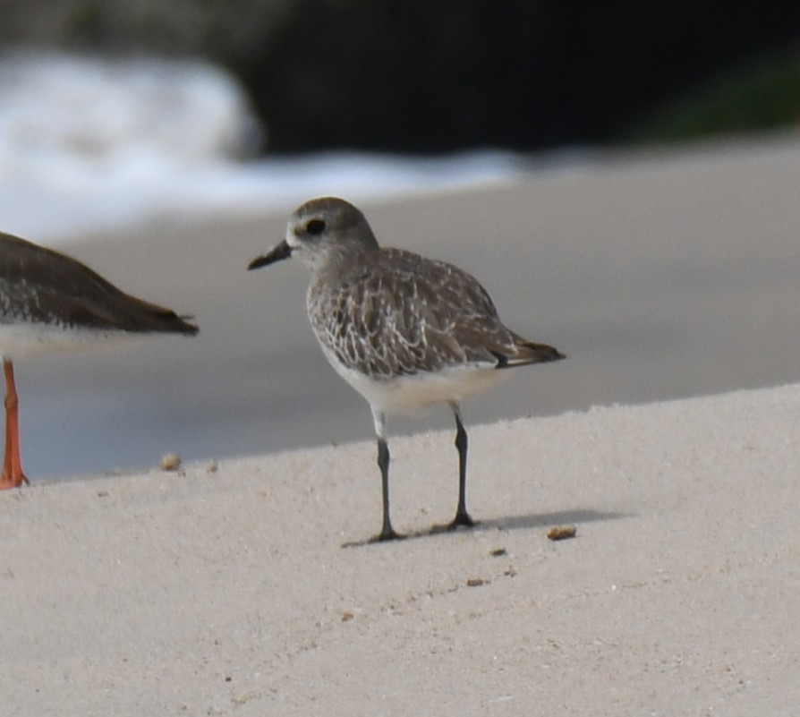 Black-bellied Plover - ML645316175