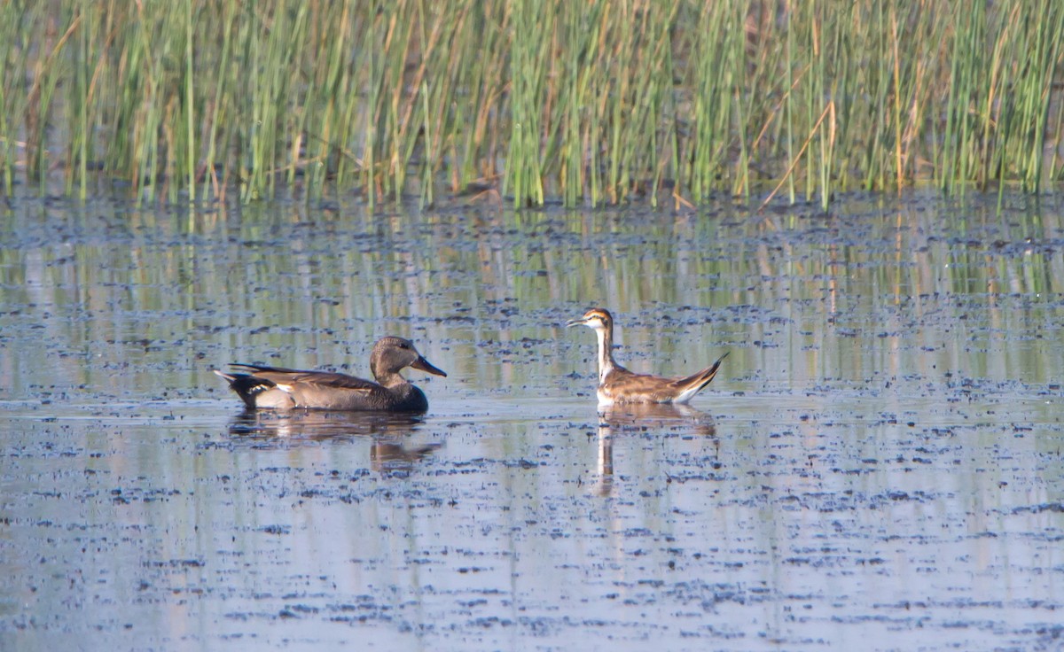 Pheasant-tailed Jacana - ML645316180