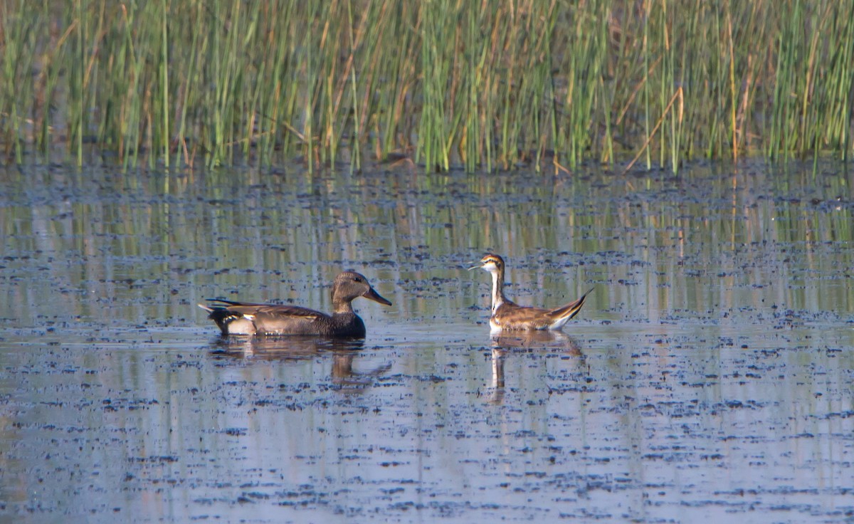 Pheasant-tailed Jacana - ML645316181