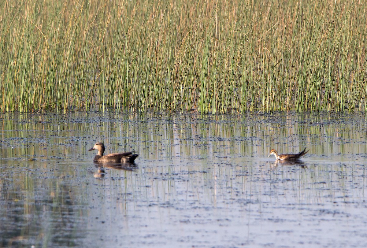 Pheasant-tailed Jacana - ML645316182