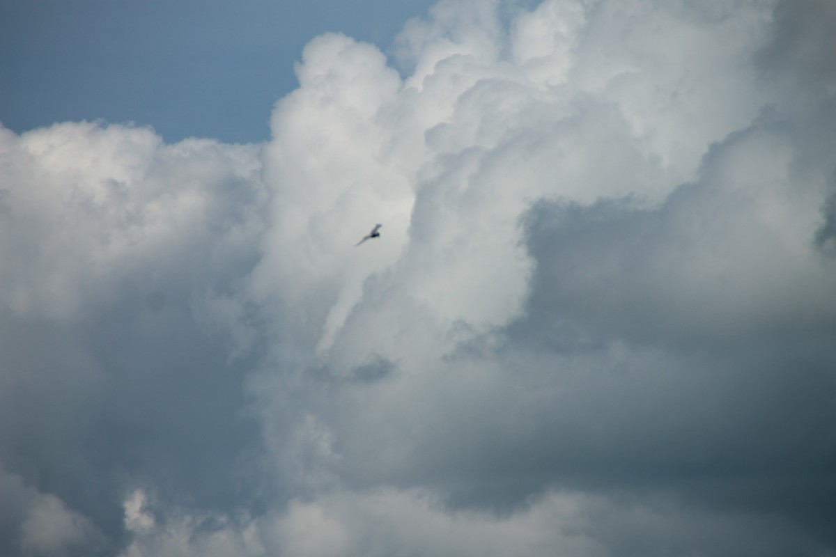 Whiskered Tern - ML645316183