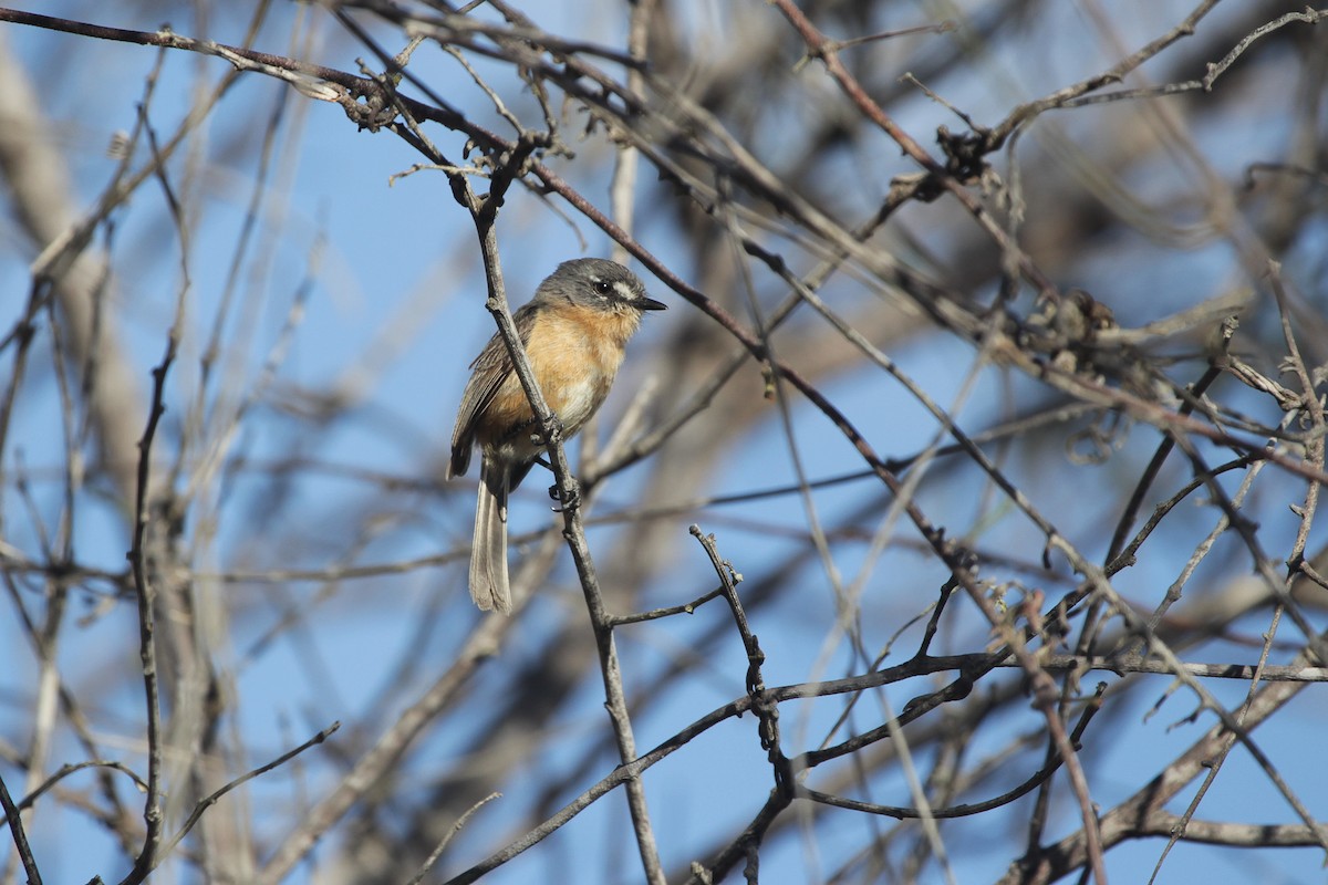 Gray-backed Tachuri - ML645316184